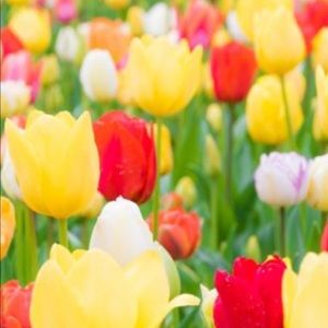 Meet your Posher, Dana